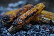 Ripe Fresh Corncob On Open Coal With Smoke And Ash. Vegetarian Vegan Barbecue Over The Fire Outdoors. Corn Is Roast On Coal Grill  In The Open Air, Close-up. Cooking Food On Campfire. Roasted Maize