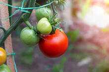 A Ripe Red Tomato Is Hanging Next To Unripe Tomatoes. Harvesting