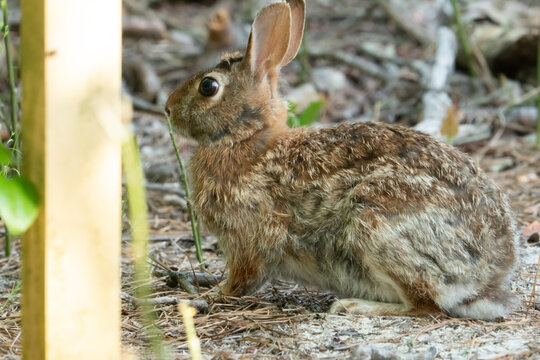Cute and fluffy Eastern cottontail juvenile rabbit sits alert along a hiking trail sign post marker, and is quickly startled away once they detect humans