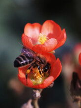 Bee On Desert Globemallow Wildflower. Beautiful Orange Colored Flower And Honeybee.
