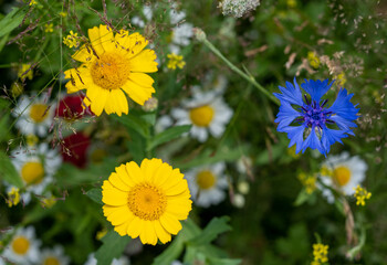 Wall Mural - Colourful wild flowers, including chamomile daisies and cornflowers, photographed in a meadow in Gunnersbury, Chiswick, west London, UK. 
