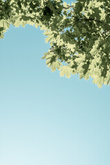 Wall Mural - Green maple leaves on a blue background. Tree branches with leaves and blue sky. Summer. Day.