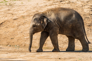 Funny baby elephant. The Asian elephant is the largest land mammal on the Asian continent. They inhabit dry to wet forest and grassland habitats in 13 range countries spanning South and Southeast Asia