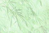 Fototapeta  - Art of the beautiful bamboo leaf close up use for abstract image for background.