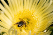 Pszczoła zbiera pyłek kwiatowy