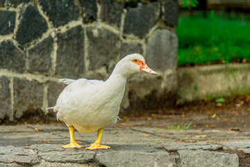 Wall Mural - Pato blanco fuera del lago 