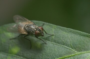 fly on leaf