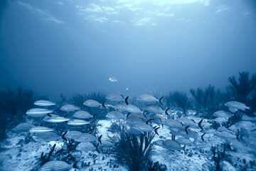 Wall Mural - school of fish underwater photo, Gulf of Mexico, Cancun, bio fishing resources