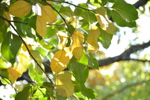 Hardwood Leaves Changing From Green To Yellow At The Beginning Of Autumn