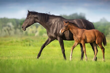 Mare And Foal