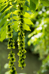 Wall Mural - seeds of Pterocarya fraxinifolia