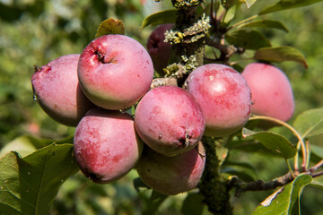 Sticker - The small apples of the crapapple Malus 'Nipissing'