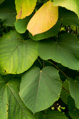 Wall Mural - Green leaves of the rare shrub Alchornea davidii