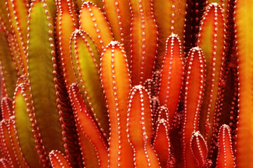 Wall Mural - Closeup Red Cactus Plant or Call Cereus sp. Fairy castle cactus . Nature Purple Desert Plant backdrop and beautiful detail - Texture Background 