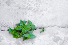 Green Plant Growing On Cracked Old Floor Background Top View And Space