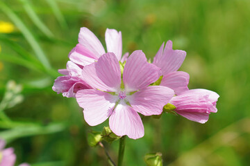 Closeup on the pink flower of a  musk mallow wildflower, Malva moschata 