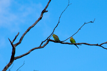 Cobar Australia, native budgerigar's perched on bare branches