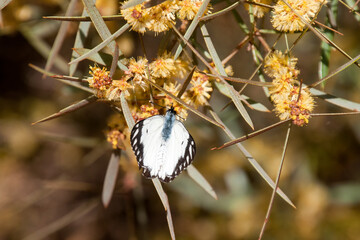 Wall Mural - Cobar Australia, caper white butterfly hovering near wattle flowers