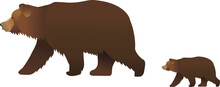 Walking Brown Bear With A Bear Cub