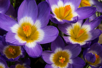 Wall Mural - Close up of the bulbflowersCrocus sieberi sublimus 'Tricolor'