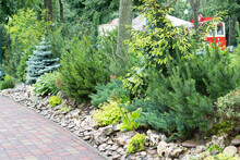 Coniferous Trees With Needles In The Park. Landscaping For Christmas Trees, Pines And Other Plants