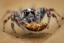 Close-up Of A Jumping Spider With A Dead Insect, Indonesia