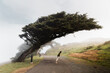 © ADDICTIVE STOCK - Woman on misty alley under wind blown tree