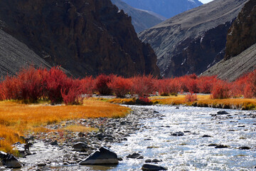 beautiful landscape nature - red tree of fall foliage in the valley and waterway canal in autumn sea