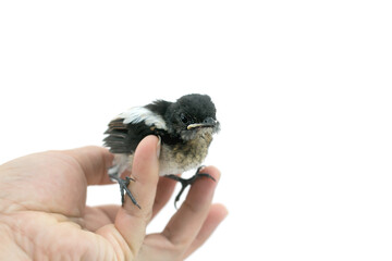 Baby bird in the palm of one’s hand