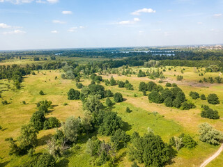 Green bushes in the meadow in summer. Aerial drone view.