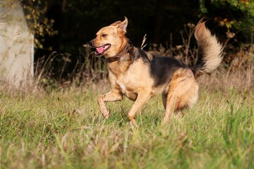 Wall Mural - beautiful shepherd mixed dog is running in the park