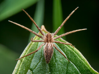 Nursery Web Spider. Pisaura mirabilis