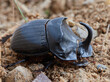 Spanish Dung Beetle. Copris hispanus.