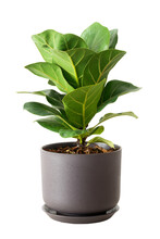 Green Leaves Of Fiddle Fig Or Ficus Lyrata In Brown Plastic Pots Isolated On White. Fiddle-leaf Fig Tree The Popular Ornamental Houseplant Air Purifying Plants For Home Tropical Minimal Design.