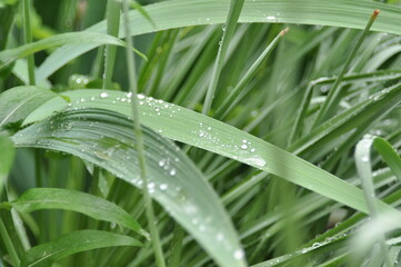 plants after rain