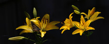 Yellow Lilies On A Black Background, The Decoration Of Which Is A Small Butterfly.