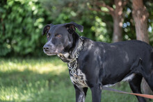 A Large Angry Black Dog On A Chain Near A Tree.