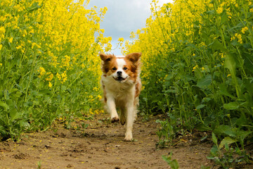 Wall Mural - beautiful brown and white krom dog is running in a track of a yellow rape seed field