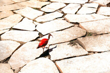 The Red Bird Walks On The Stones Scorched By The Sun.