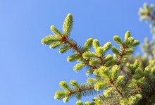 Green Needles On Coniferous Branches