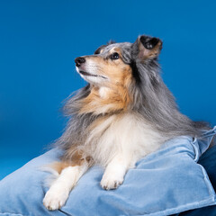 Wall Mural - Cute shetland sheepdog lying on a blue cushion against a blue background