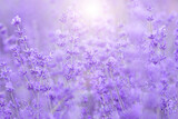 Fototapeta Lawenda - Fresh lavender flowers.