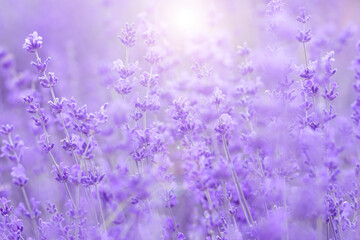  Fresh lavender flowers.