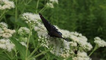 Red Spotted Purple Butterfly Uses Proboscis To Feed Nectar From Boneset Wildflowers
