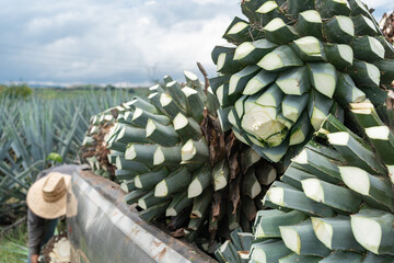 El campesino está subiendo las últimas bolas de agaves a la camioneta.