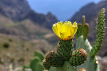 Beautiful Blooming Cactus In The Mountains. Yellow Cactus Flowers