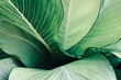 © Chansom Pantip - Abstract tropical green leaves pattern, lush foliage houseplant Dumb cane or Dieffenbachia the tropic plant...