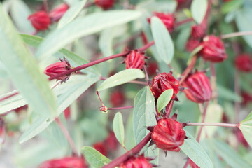 Canvas Print - red roselle flowers