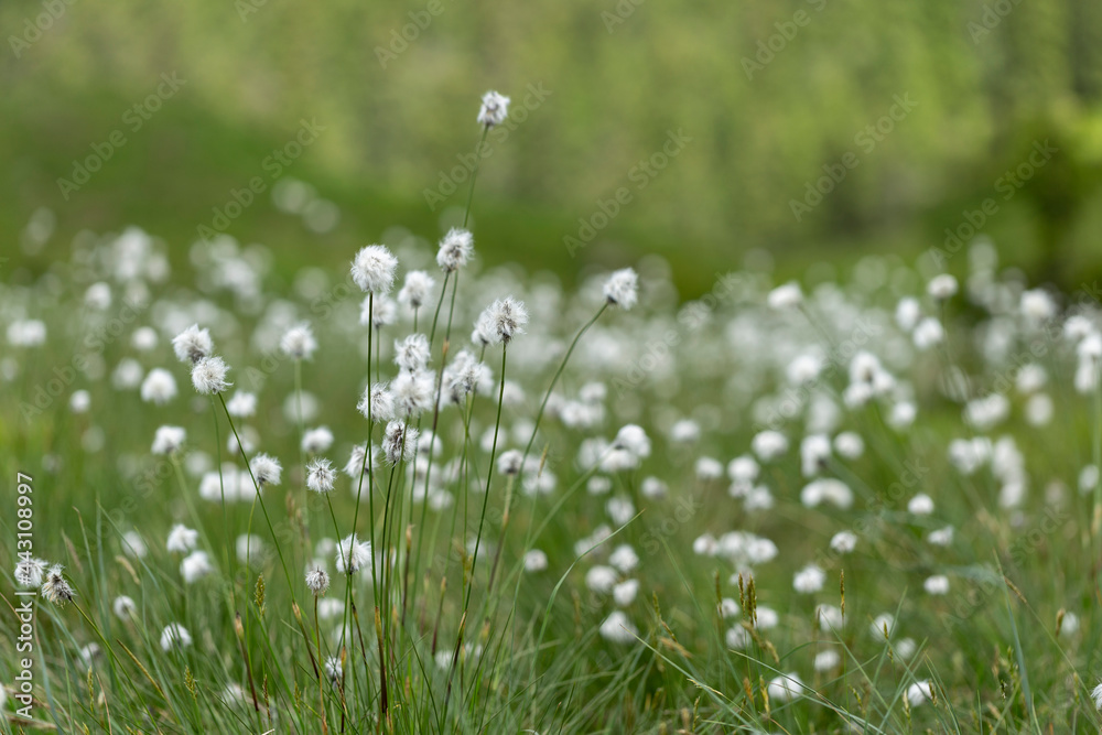 Eriophorum vaginatum, the hare's-tail cottongrass, tussock cottongrass, or sheathed cottonsedge, is a species of perennial herbaceous flowering plant in the sedge family Cyperaceae.  - obrazy, fototapety, plakaty 