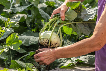 A person holding a recently cropped big cabbage turnip